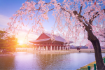 Tour Hàn Quốc - Seoul - Lotte World - Hái Dâu - Công Viên Hoa Anh Đào